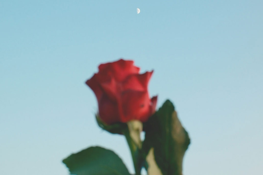 Non c'è spina senza rosa